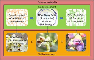 From flower to fruit: fruit growth and development in olive (Olea europaea L.)—a review